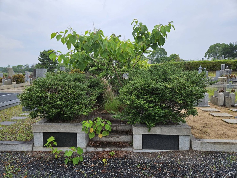 大阪市設服部霊園で植木に覆われた12㎡墓所を正面から確認した施工前の状態